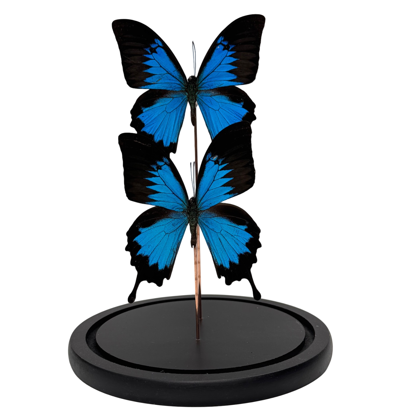 Papilio ulysses vlinder 2x in glazen stolp (alleen afhalen)