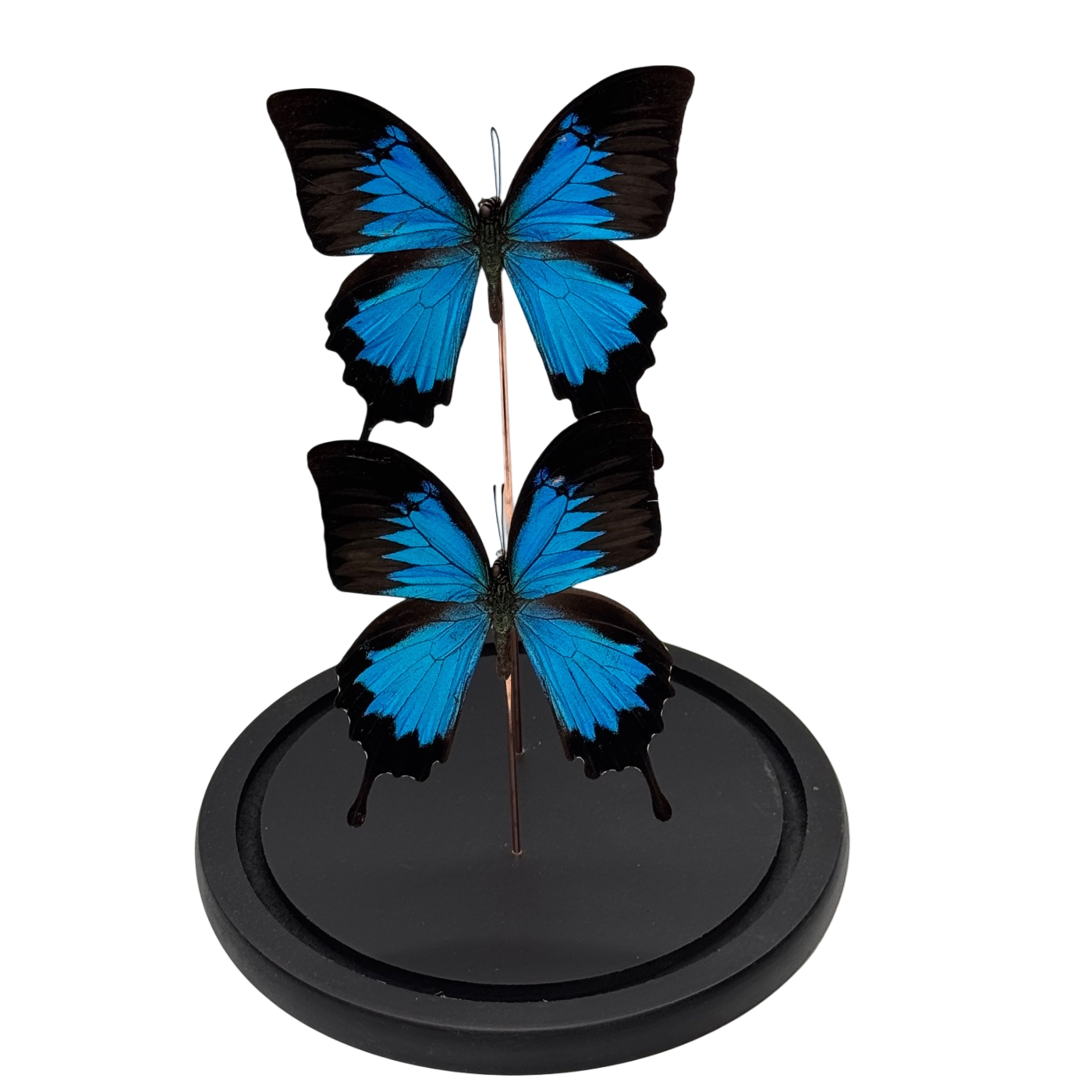 Papilio Ulysses 2x – Blauwe Vlinder in Glazen Stolp (Alleen afhalen)