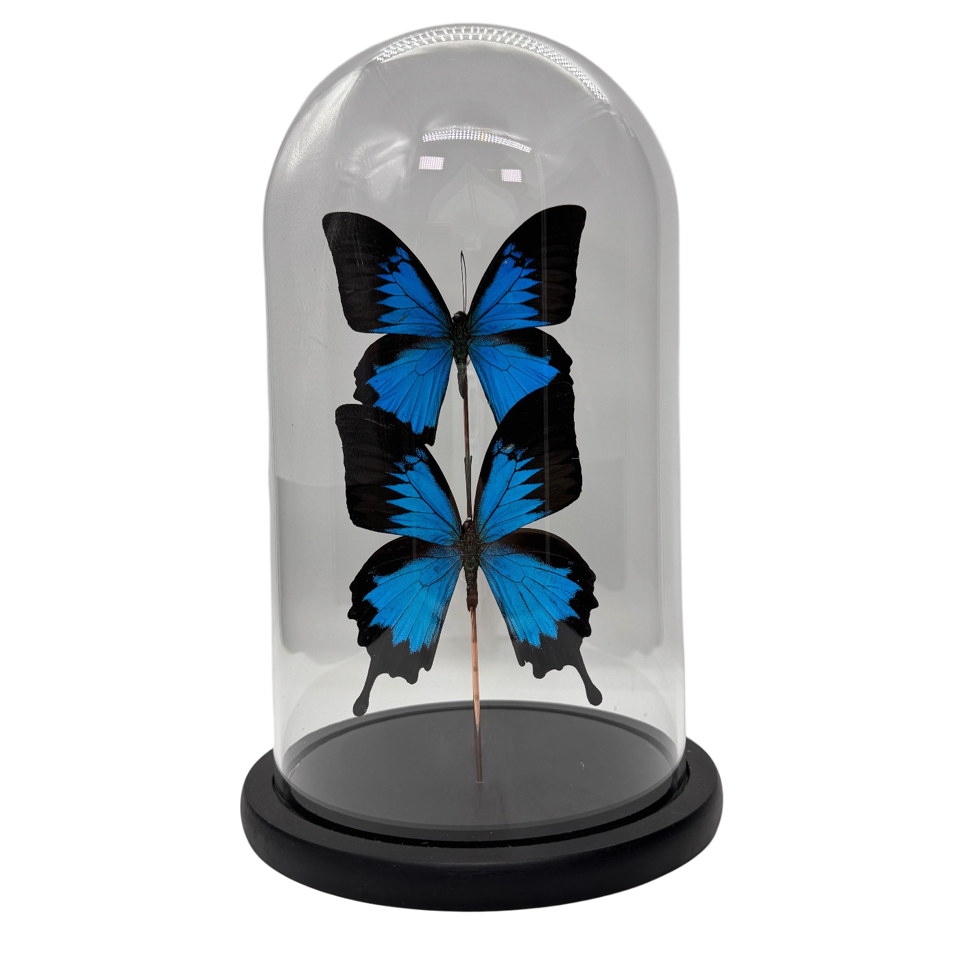 Papilio ulysses vlinder 2x in glazen stolp (alleen afhalen)