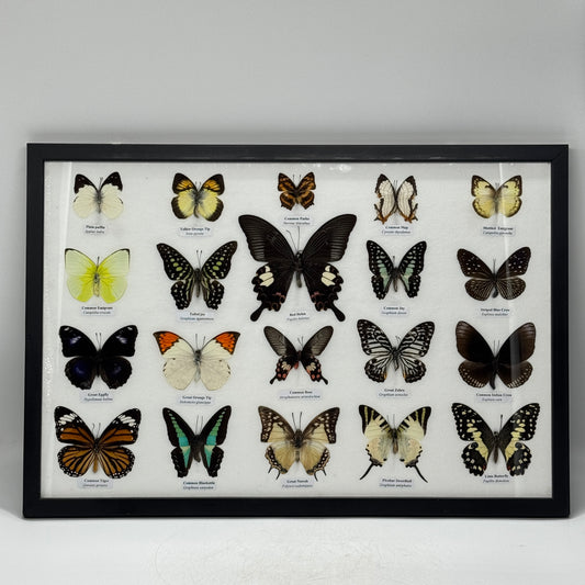 Lijst met 20 verschillende vlinders