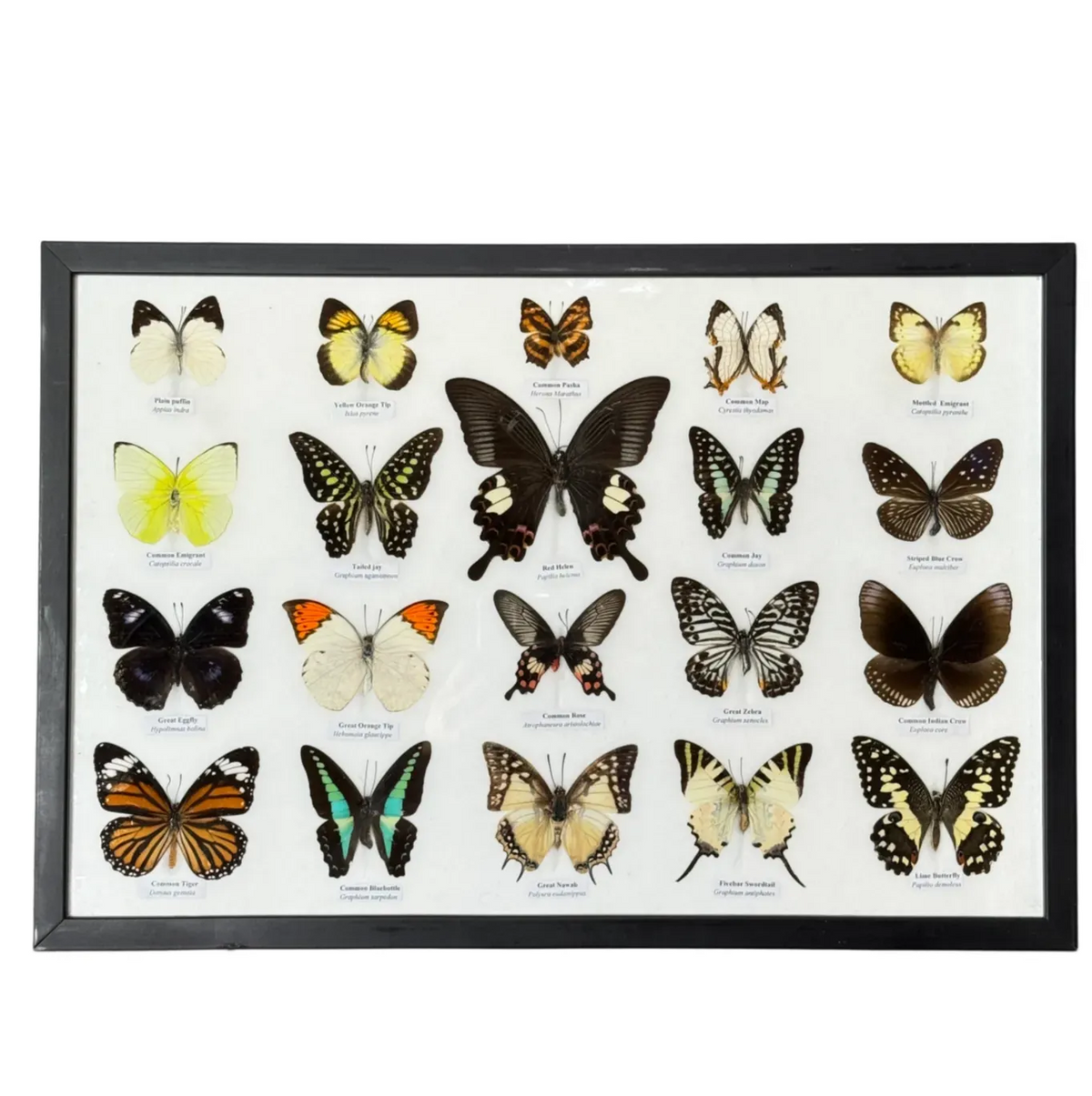 List of 20 different butterflies