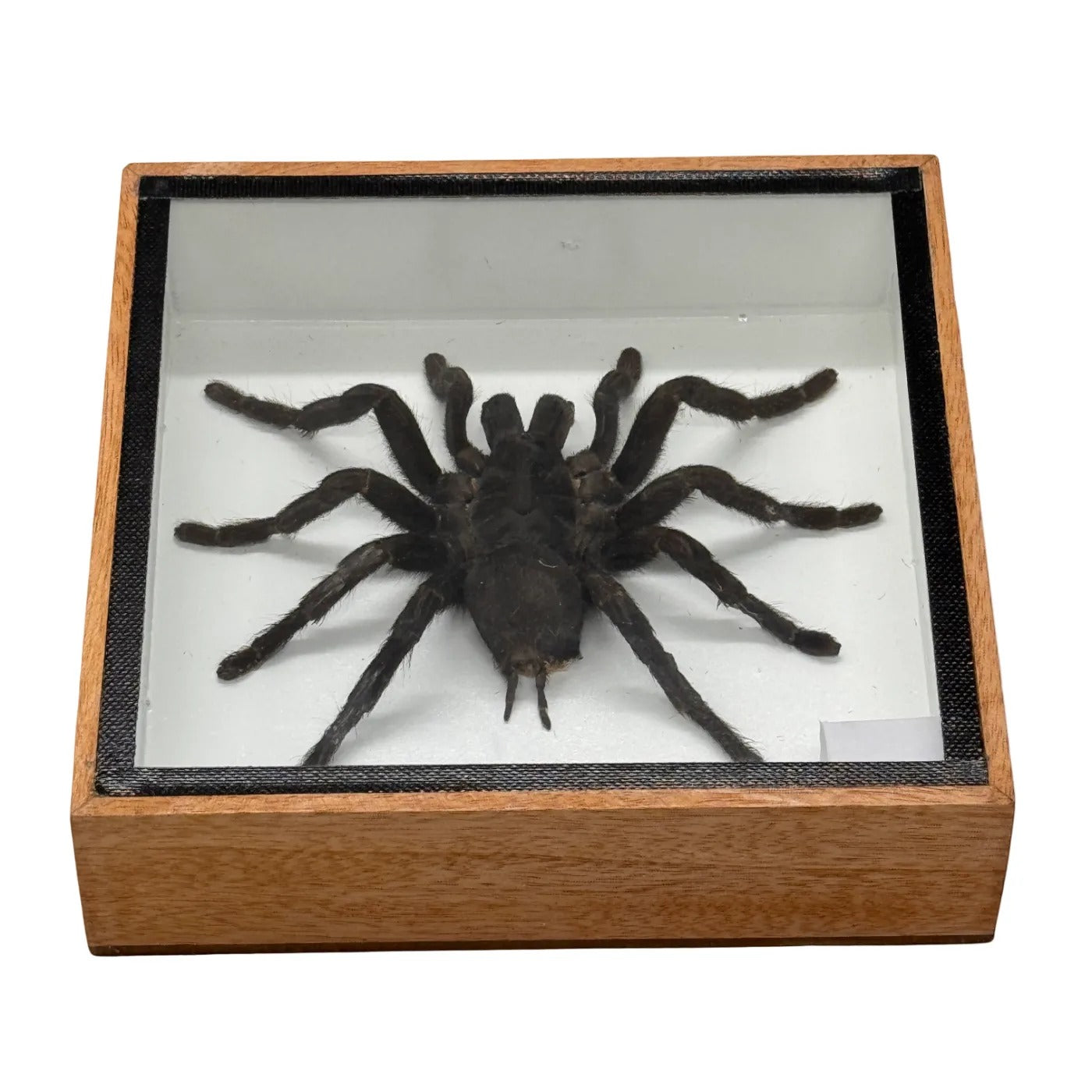 Tarantula - mounted - 16x16 cm