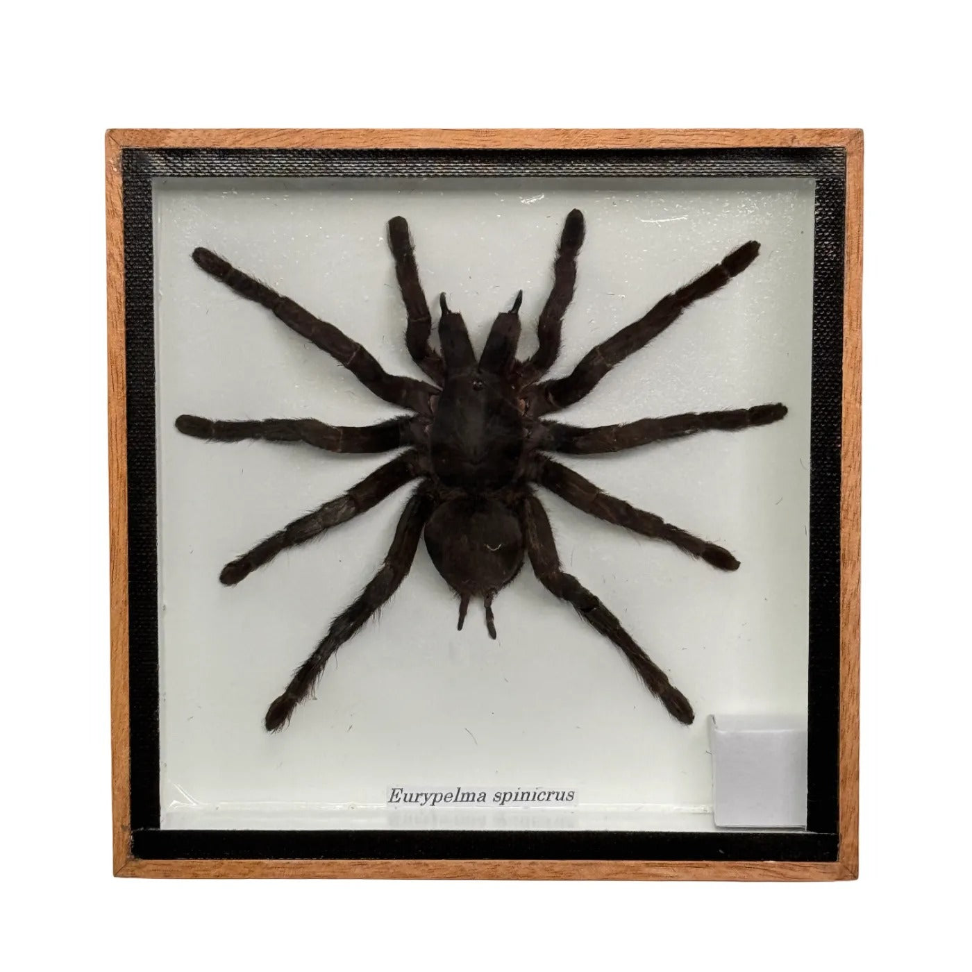Tarantula - mounted - 16x16 cm