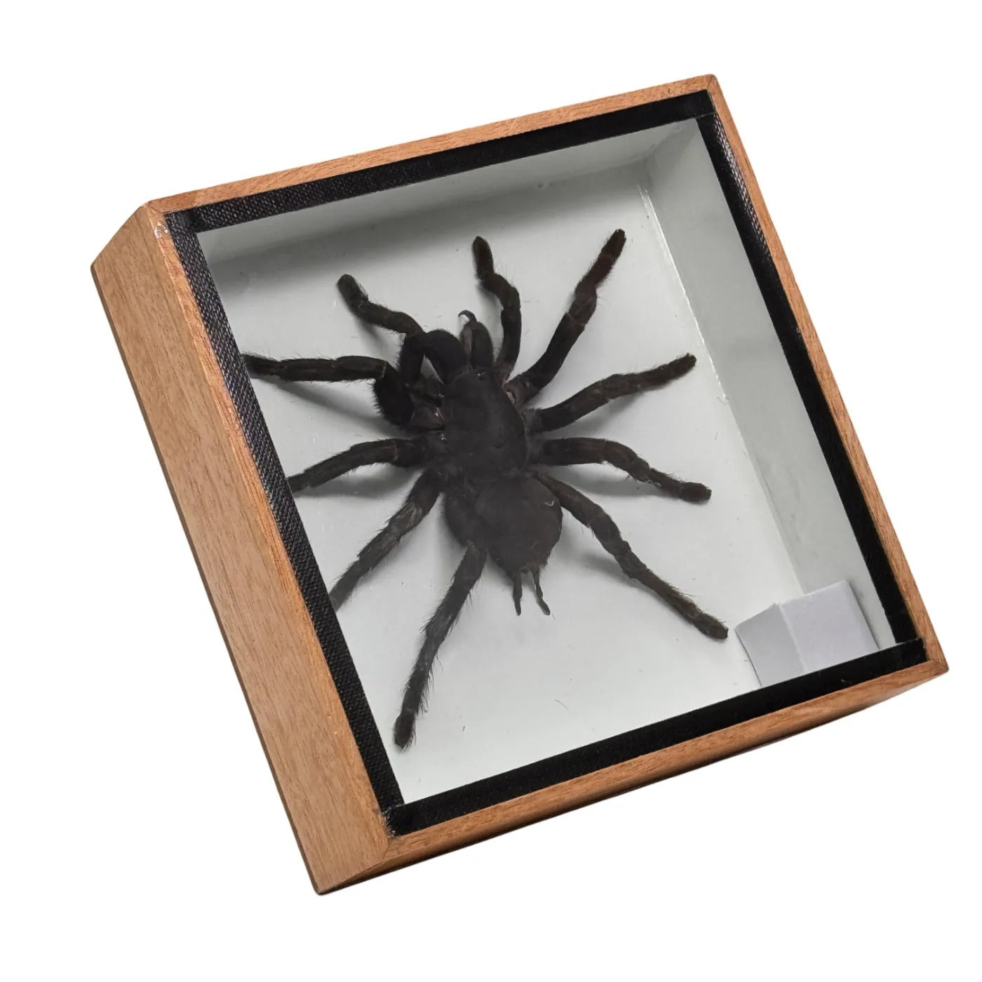 Tarantula - mounted - 16x16 cm