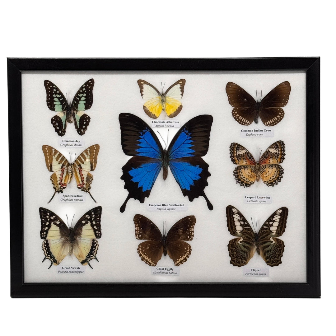 9 Papillons - cadre en bois - 33x16 cm