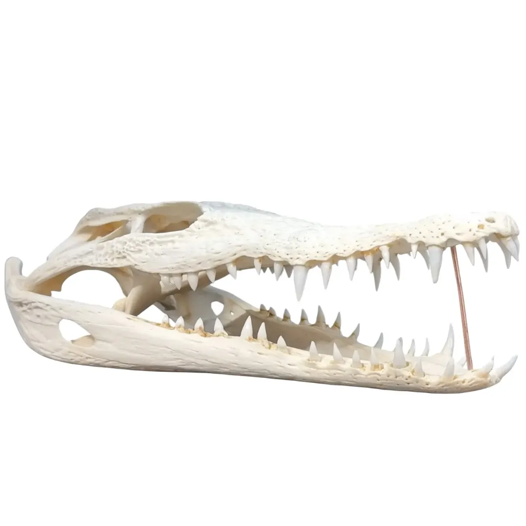 Real Crocodile Skull
