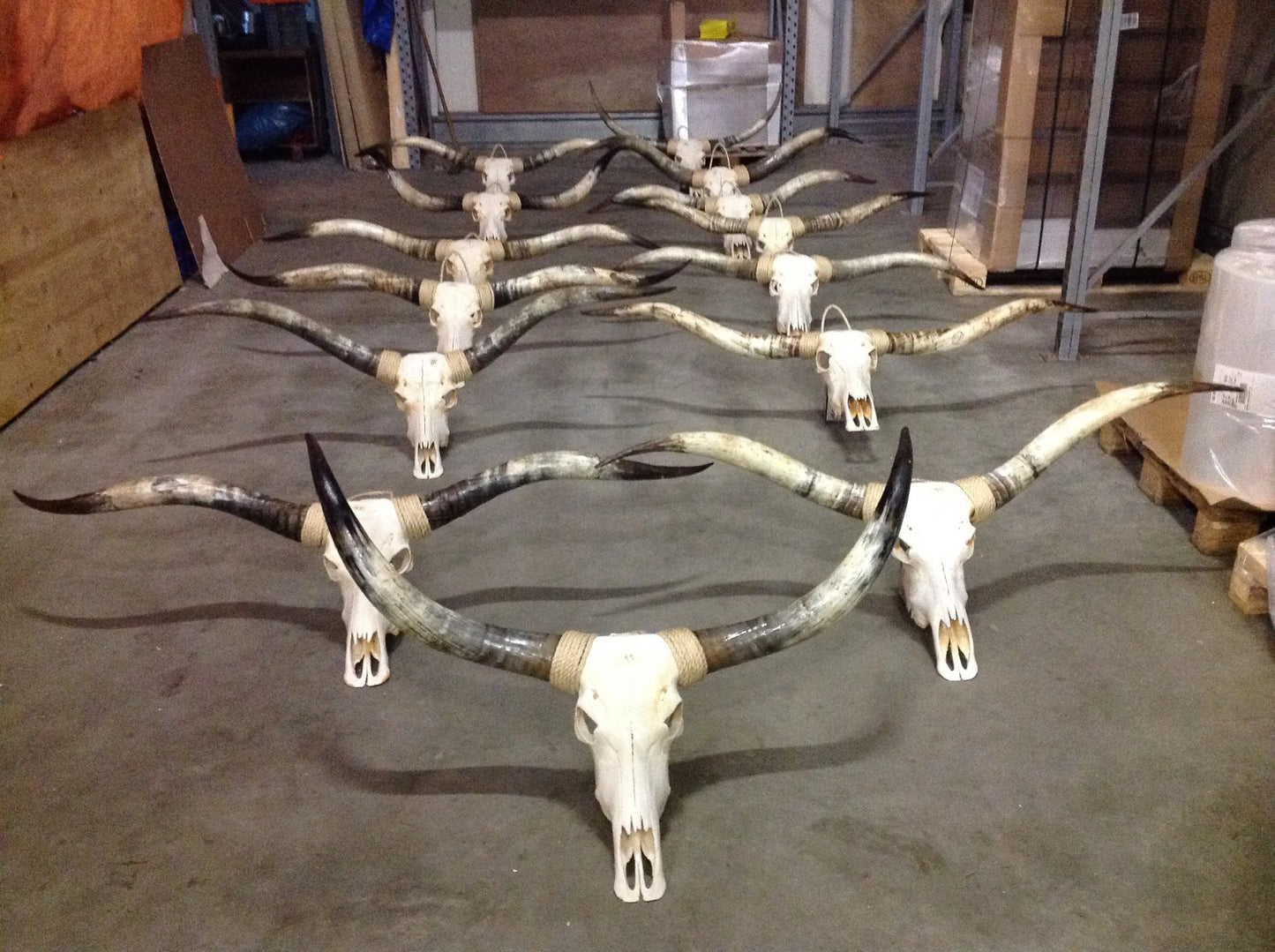 Longhorn schedel (alleen afhalen)