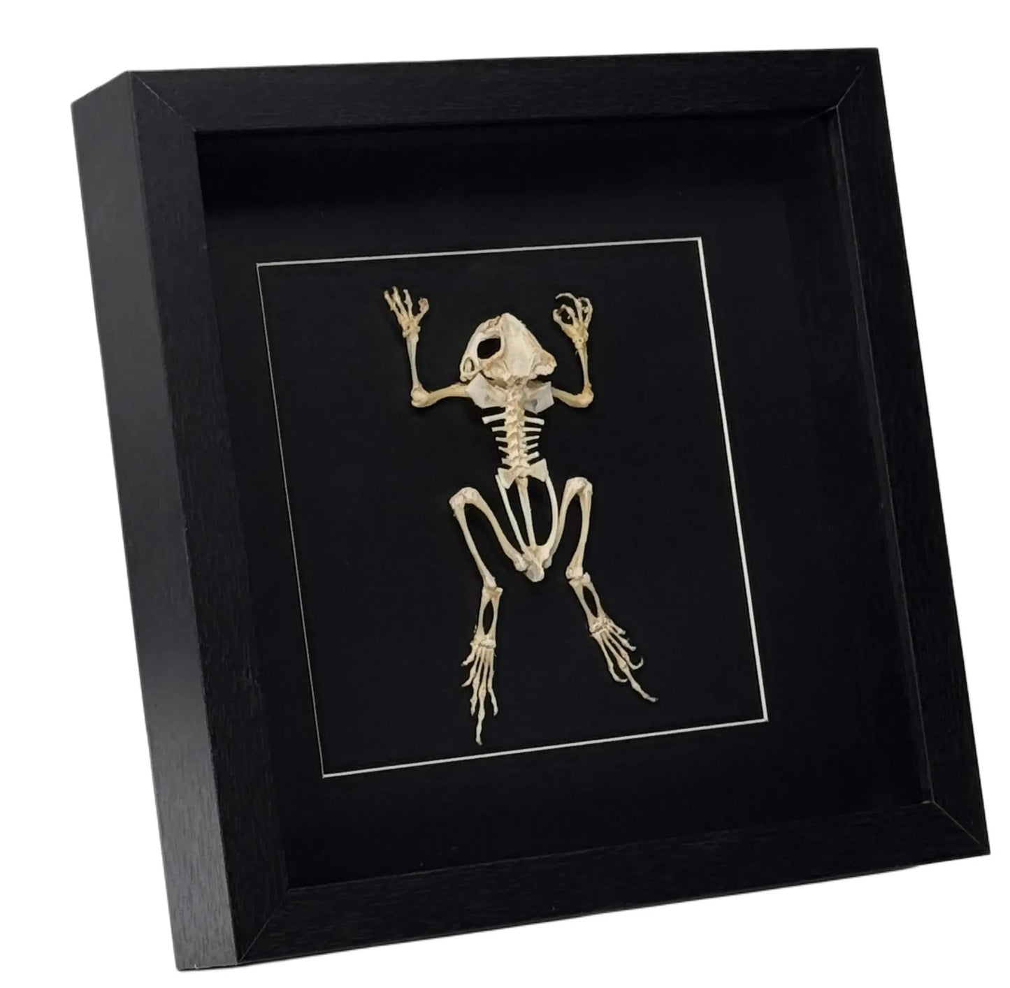 Duttaphrynus Melanostictus toad (skeleton) - black frame - 25x 25 cm