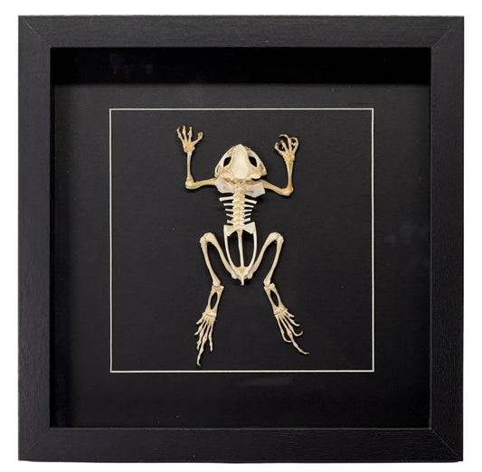 Duttaphrynus Melanostictus pad (skelet) - zwarte lijst - 25x 25 cm