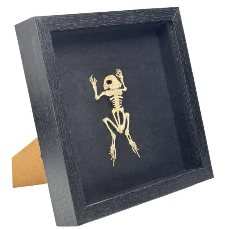 Duttaphrynus Melanostictus toad (skeleton) - black frame - 25x 25 cm