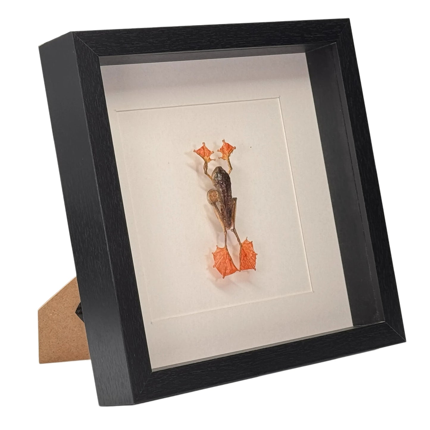 Rhacophorus pardalis - Cadre Passe Partout - 25x 25 cm - mâle