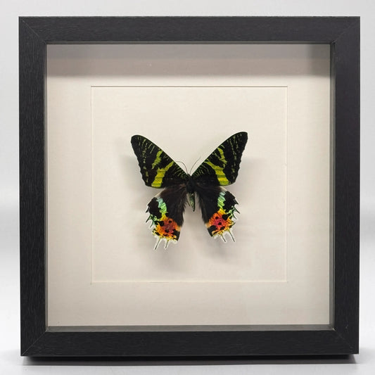 Urania ripheus in diepe lijst 25x25 cm