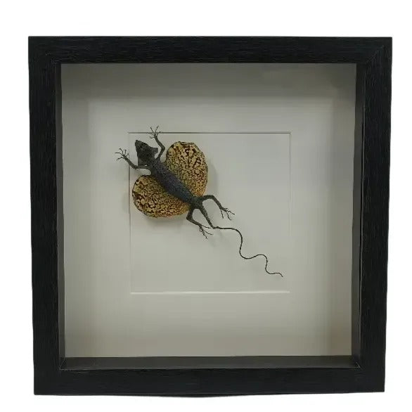 Dragon volant monté (Draco volans) dans un cadre profond 25x25 cm