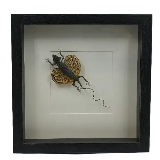 Opgezette vliegende draak (Draco volans) in diepe lijst 25x25 cm