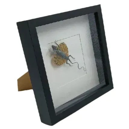 Dragon volant monté (Draco volans) dans un cadre profond 25x25 cm