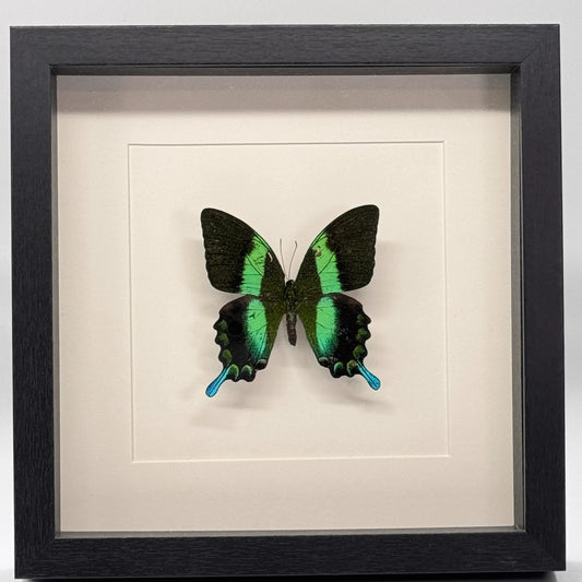 Papilio blumei in diepe lijst 25x25 cm