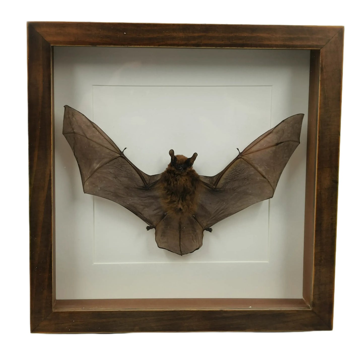Chauve-souris montée dans un cadre passe-partout 25×25