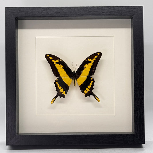 Papilio thoas in diepe lijst 25x25 cm