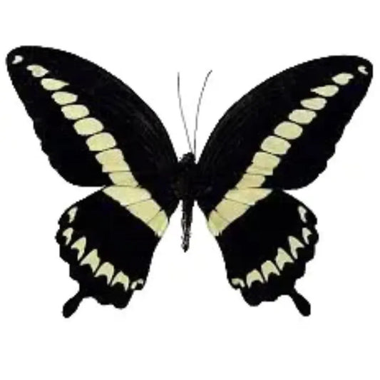 Papilio Gigon in diepe lijst 25x25 cm