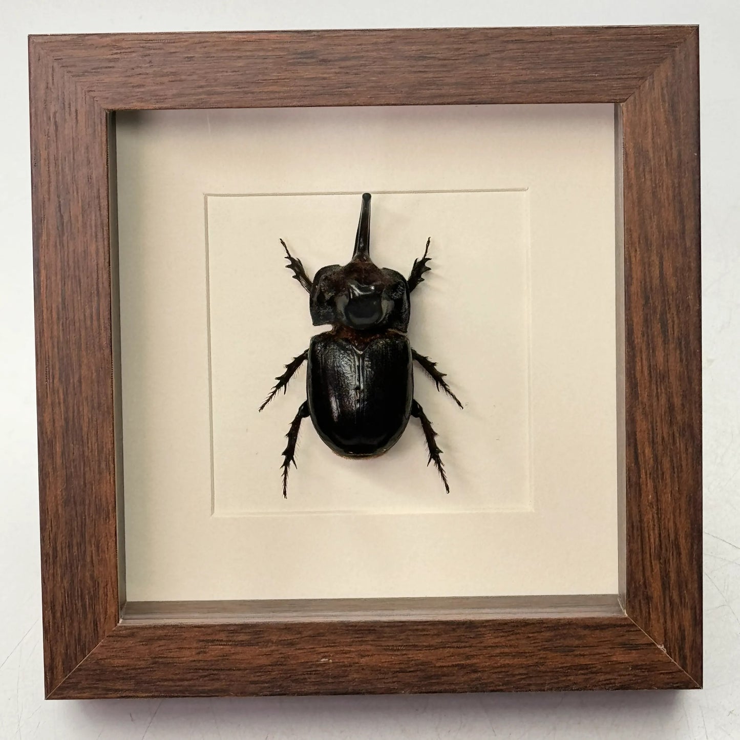 Oryctes nasicornis neushoorn kever – passe partout 16×16 cm