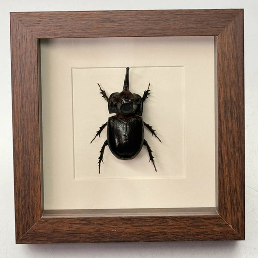 Oryctes nasicornis neushoorn kever – passe partout 16×16 cm