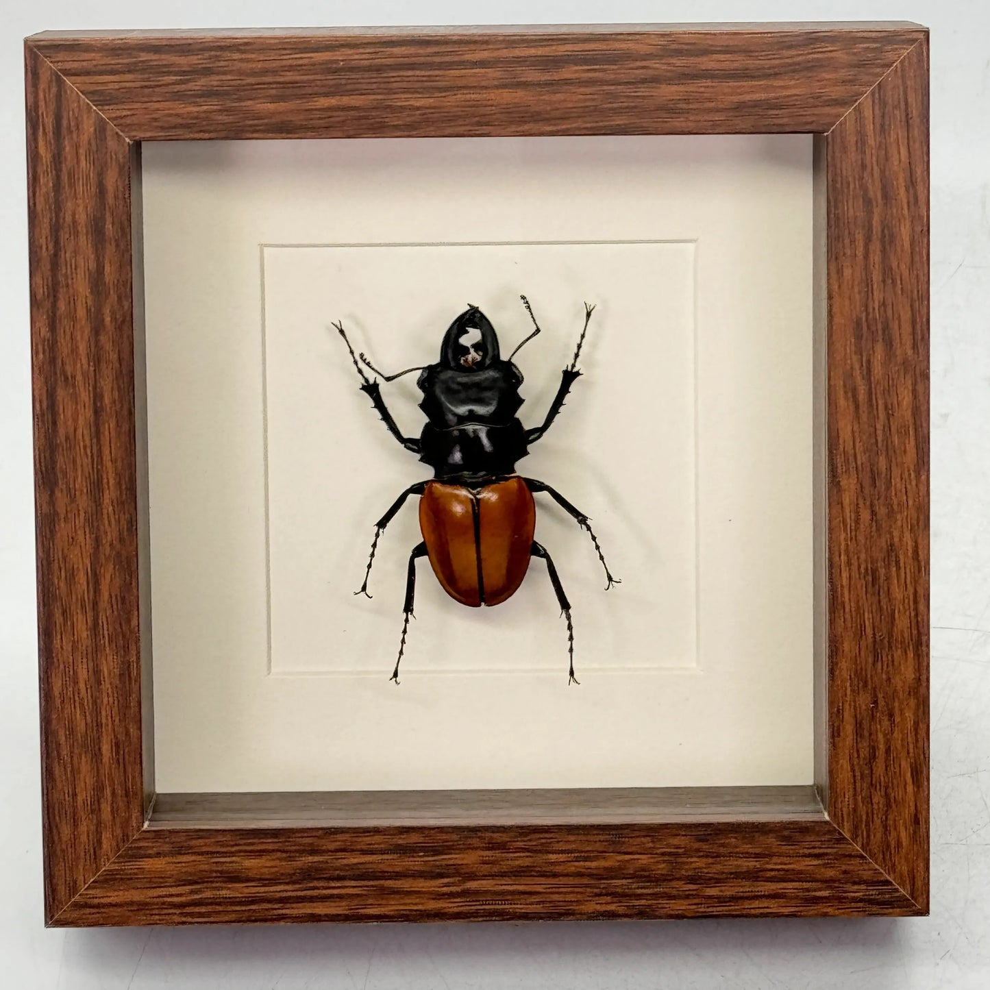 Lucanidae odontolabis - vliegend hert – passe partout 16×16 cm