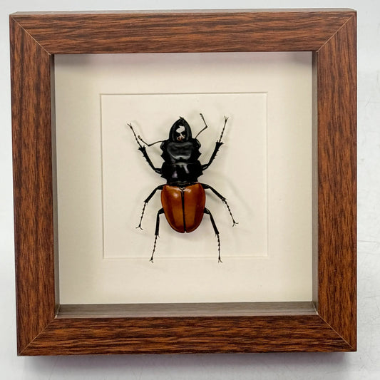 Lucanidae odontolabis - vliegend hert – passe partout 16×16 cm