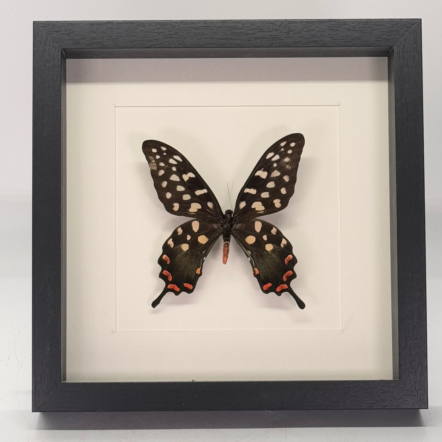 Papilio antenor in diepe lijst 25x25 cm