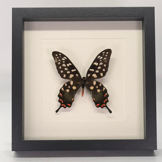 Papilio antenor in diepe lijst 25x25 cm