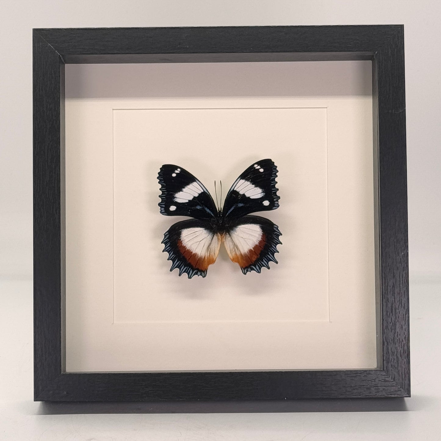 Hypolimnas dexithea in diepe lijst 25x25 cm