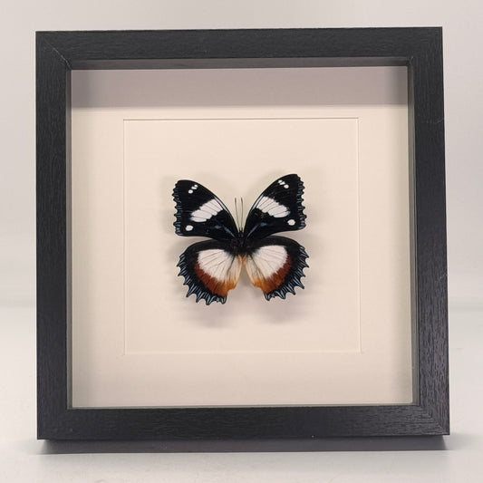 Hypolimnas dexithea in diepe lijst 25x25 cm