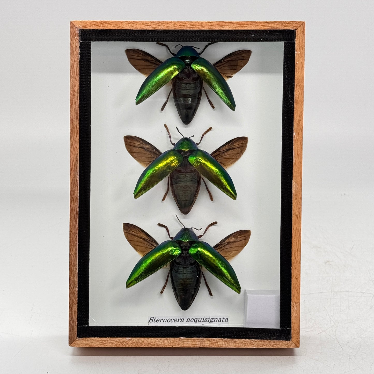 Western Deco - Sternocera Aequisignata - insecte monté - cadre 18x13 cm