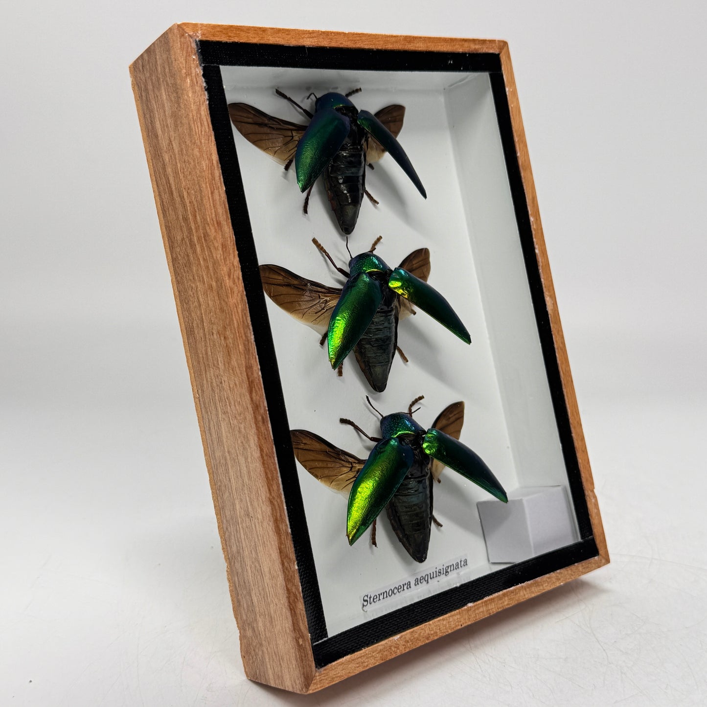 Western Deco - Sternocera Aequisignata - opgezet insect - lijst 18x13 cm