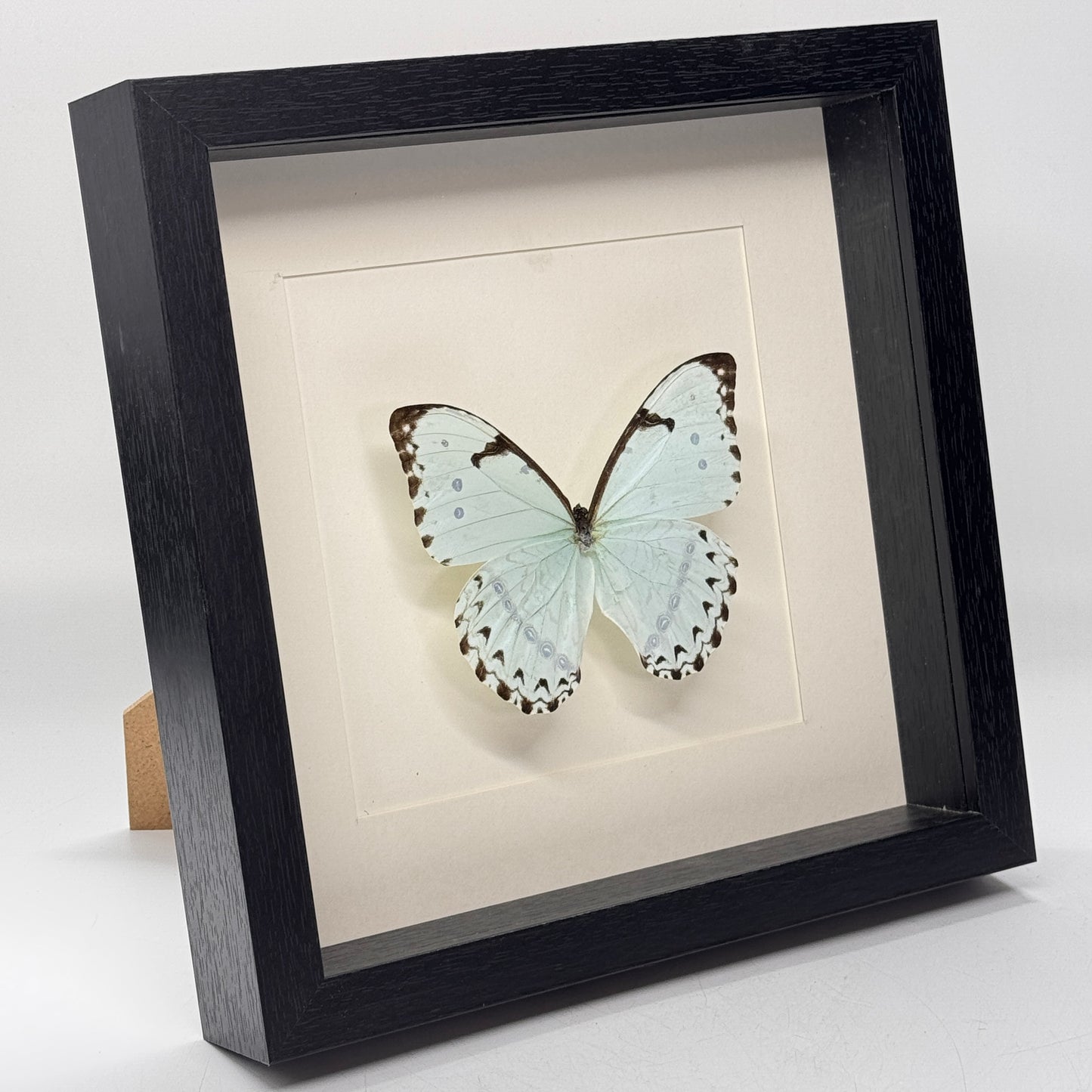 Morpho catenarius in diepe lijst 25x25 cm
