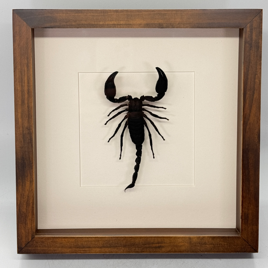 Schorpioen opgezet in diepe lijst 25x25 cm