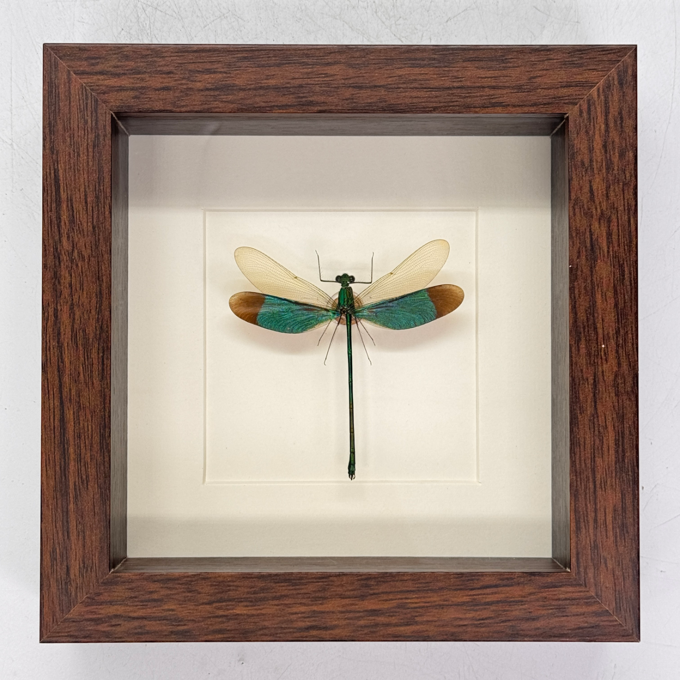 Lucanidae odontolabis – lucane cerf-volant – passe partout 16×16 cm