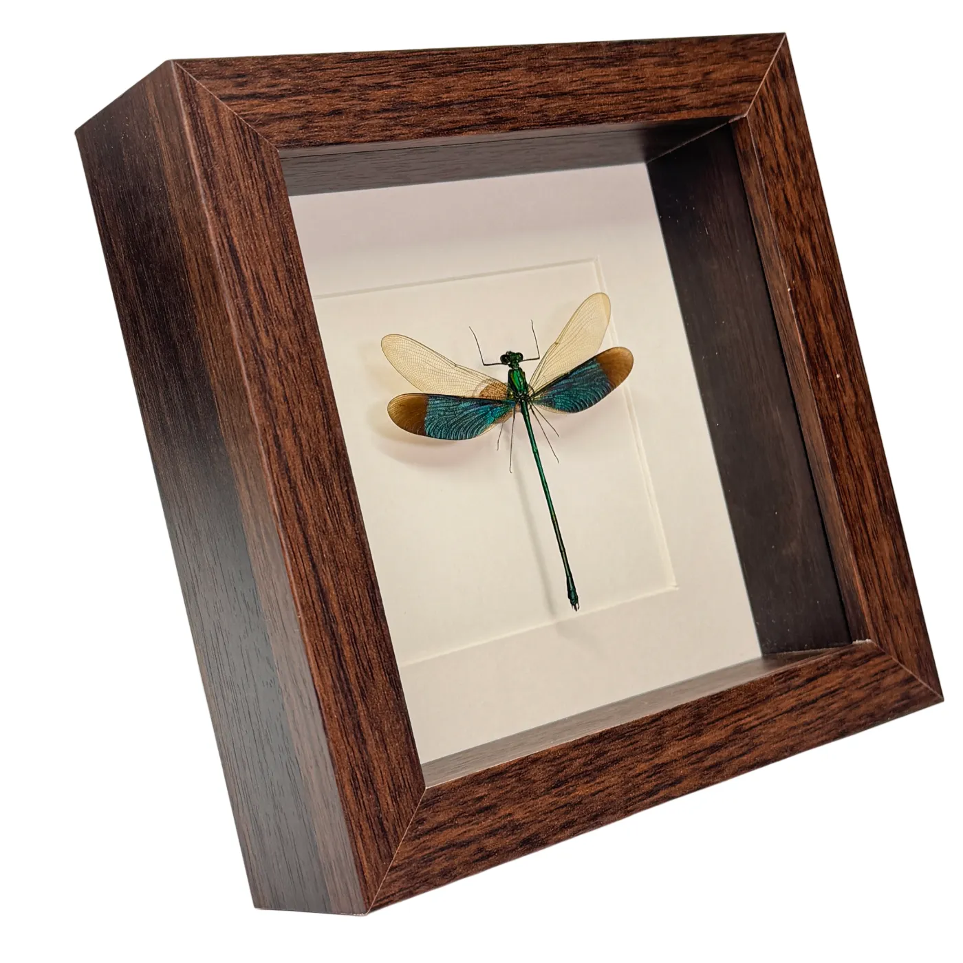 Libelle - Neurobasis chinensis florida – passe partout 16×16 cm