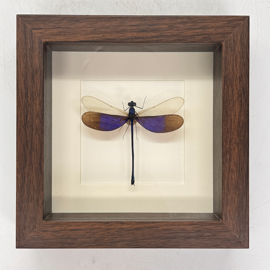 Libelle - neurobasis kaupi pavo – passe partout 16×16 cm