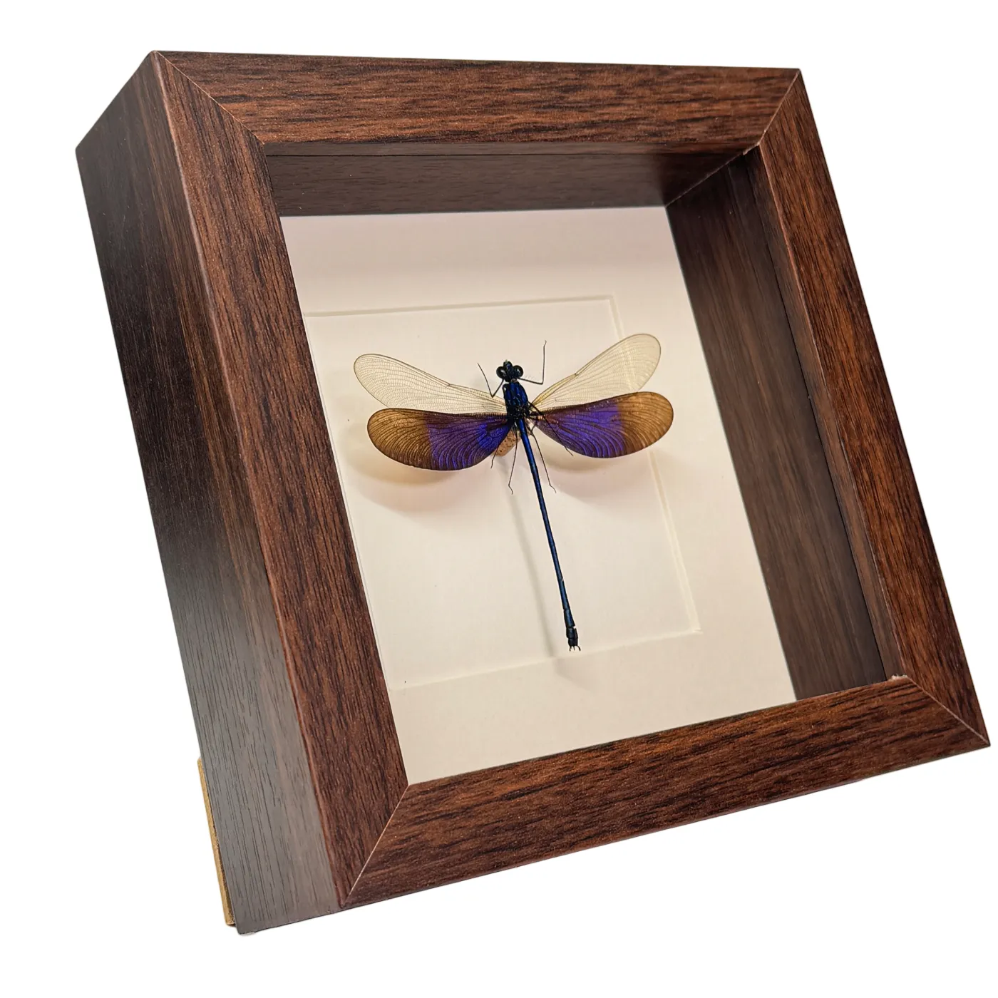 Lucanidae odontolabis – lucane cerf-volant – passe partout 16×16 cm