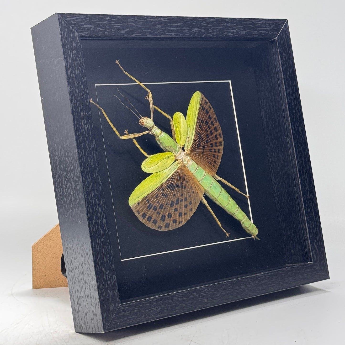 Morpho didius dans un cadre profond 25x25 cm