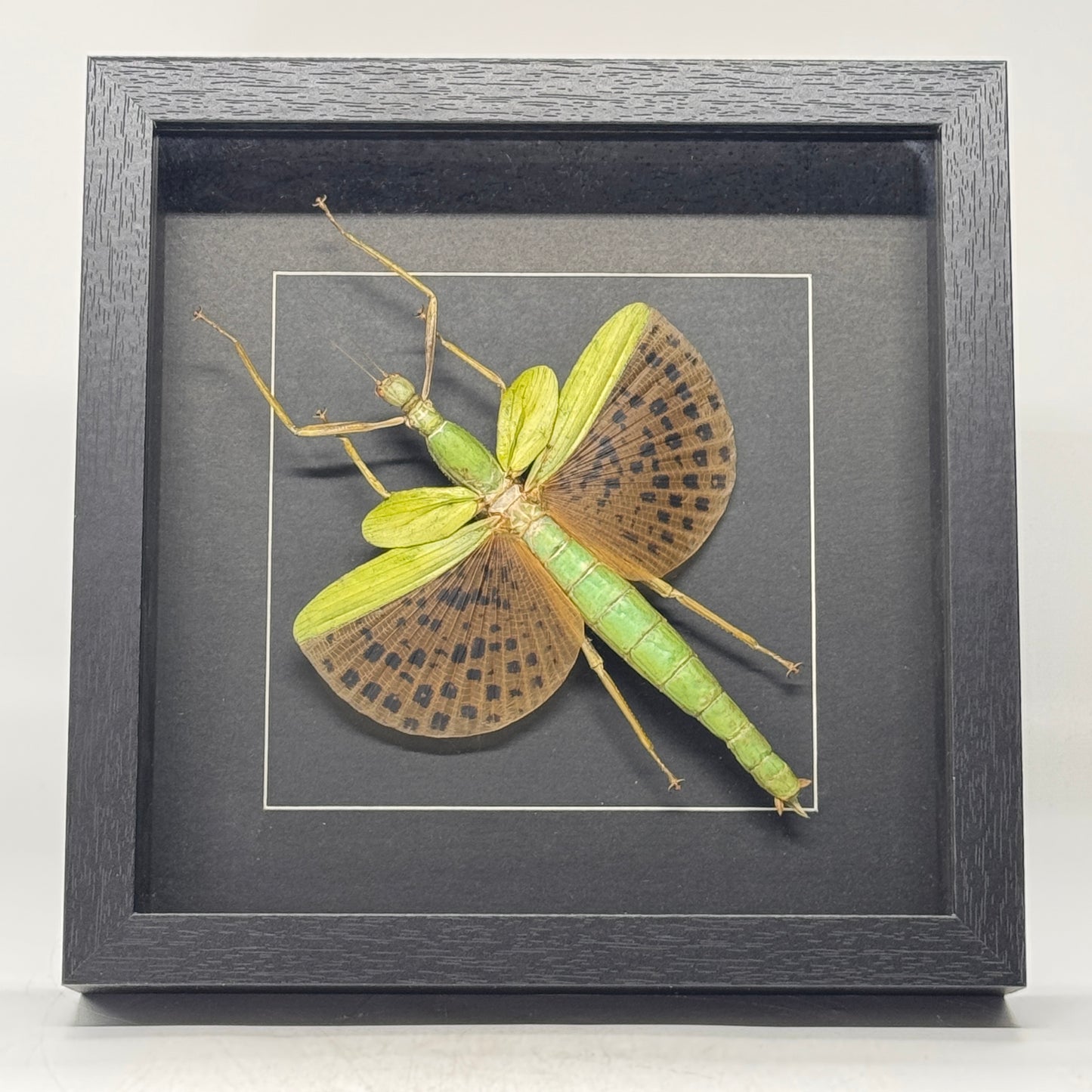 Paracyphocrania major - wandelende tak - diepe lijst 25x25 cm