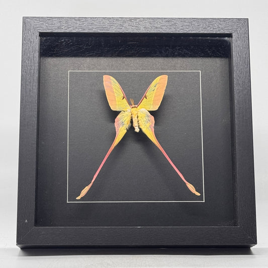 Actias dubernardi - maanmot - diepe lijst 25x25 cm