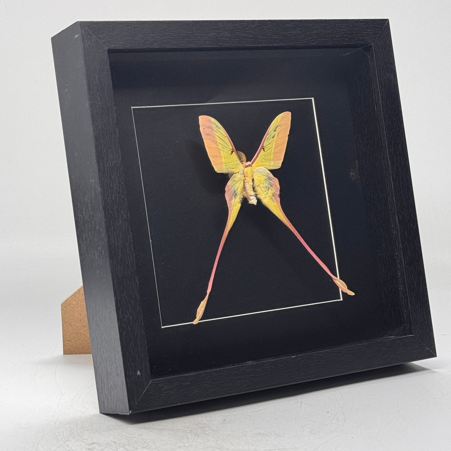 Morpho didius dans un cadre profond 25x25 cm