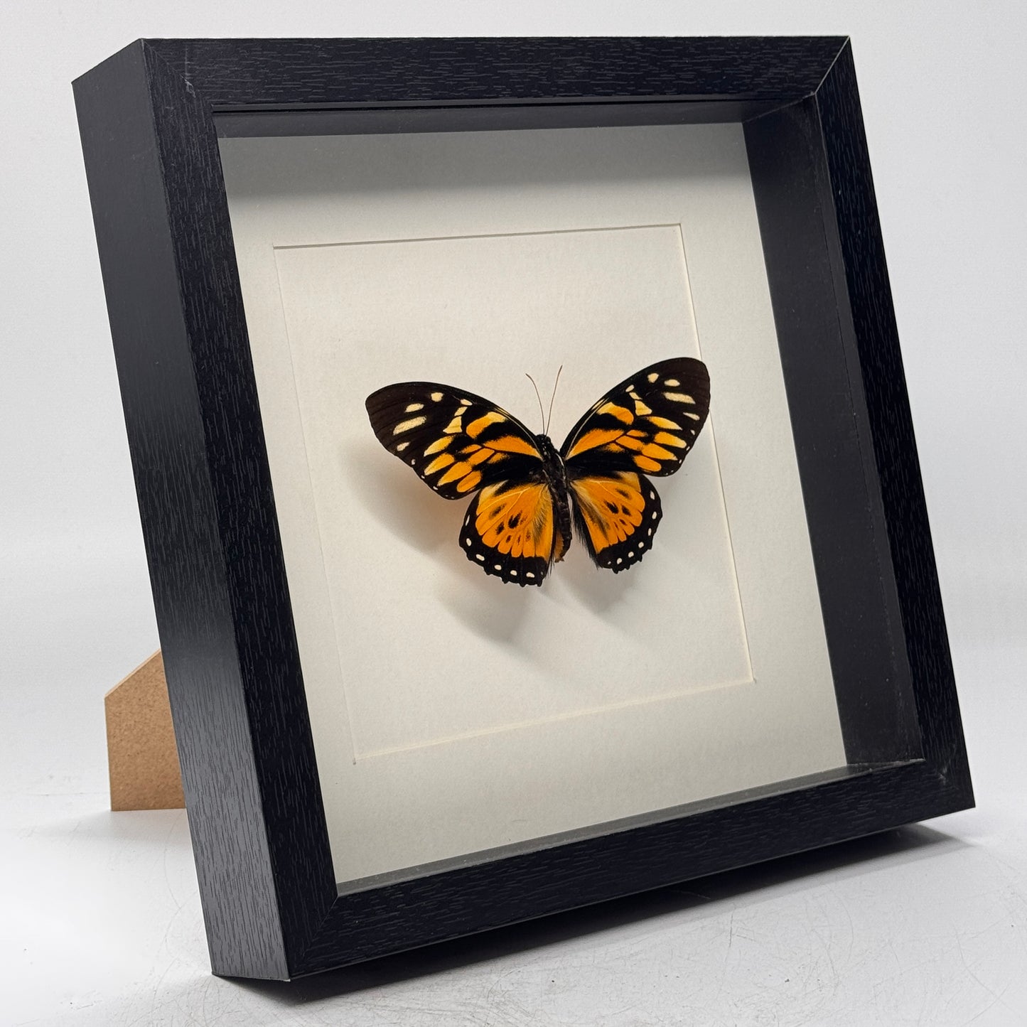 Papilio Zagreus in diepe lijst 25x25 cm