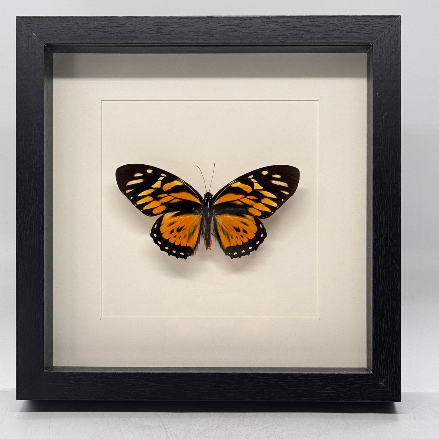 Papilio Zagreus in diepe lijst 25x25 cm