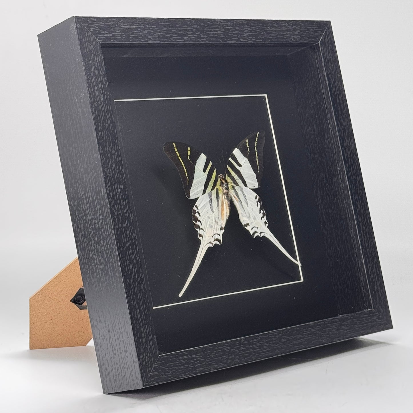 Papilio thoas dans un cadre profond 25x25 cm