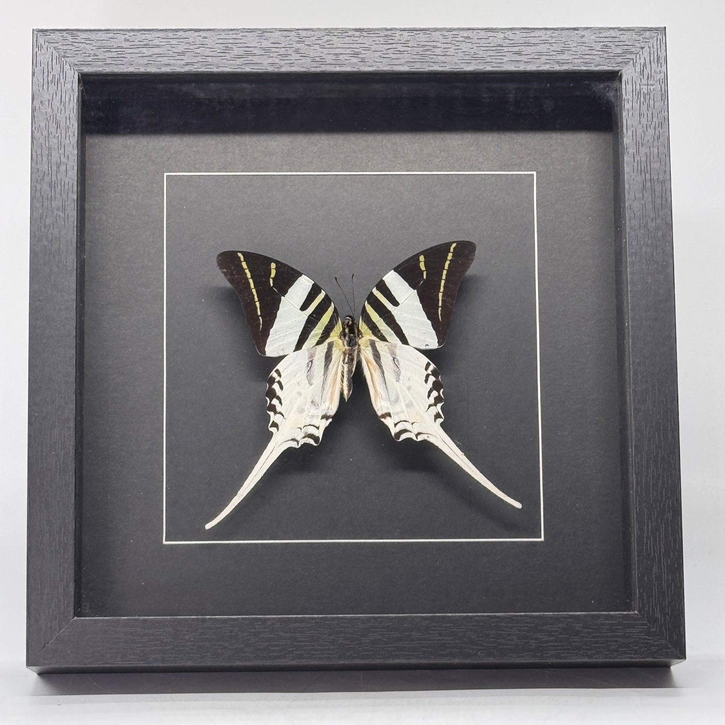 graphium androcles in diepe lijst 25x25 cm