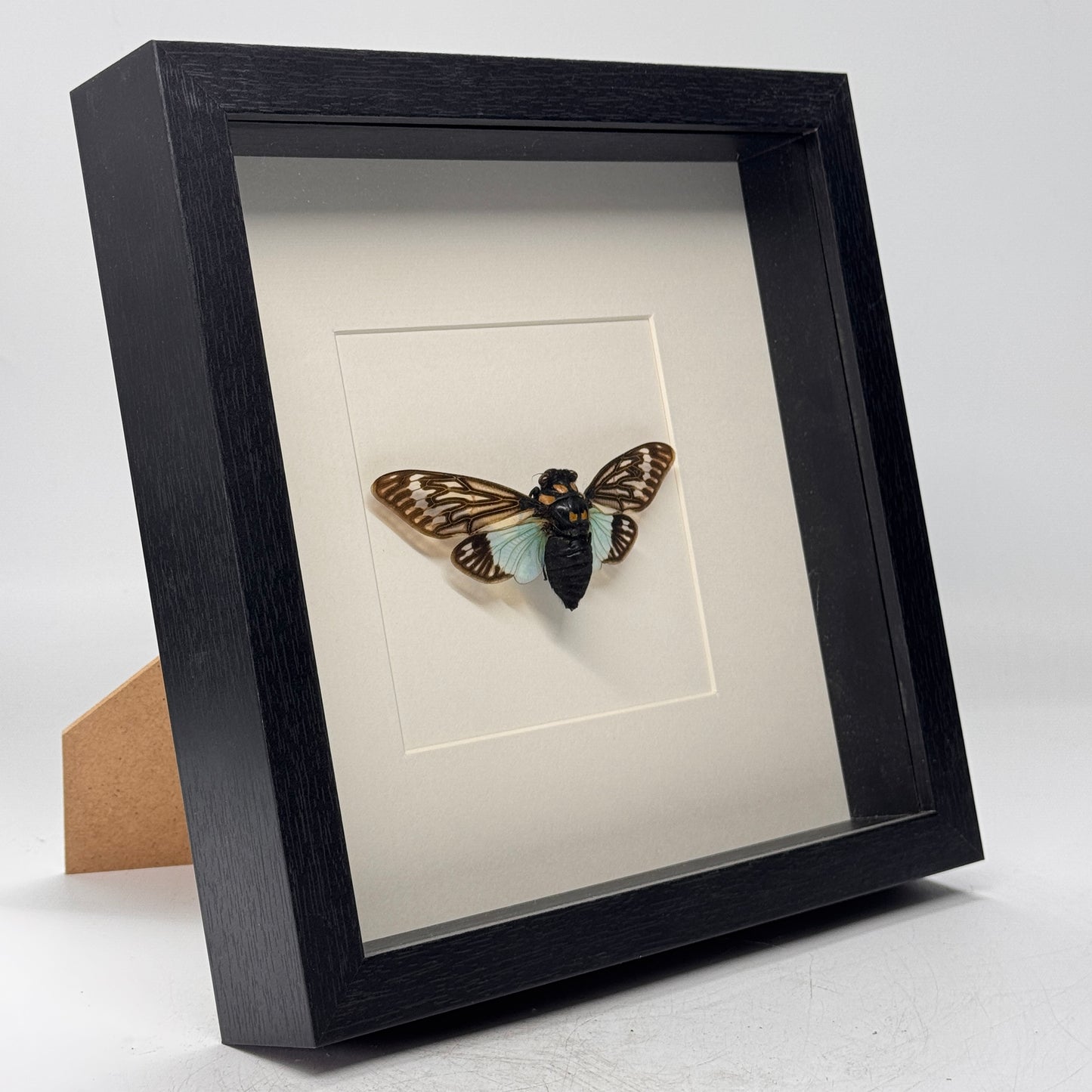 Tosena splendida in diepe lijst 25x25 cm
