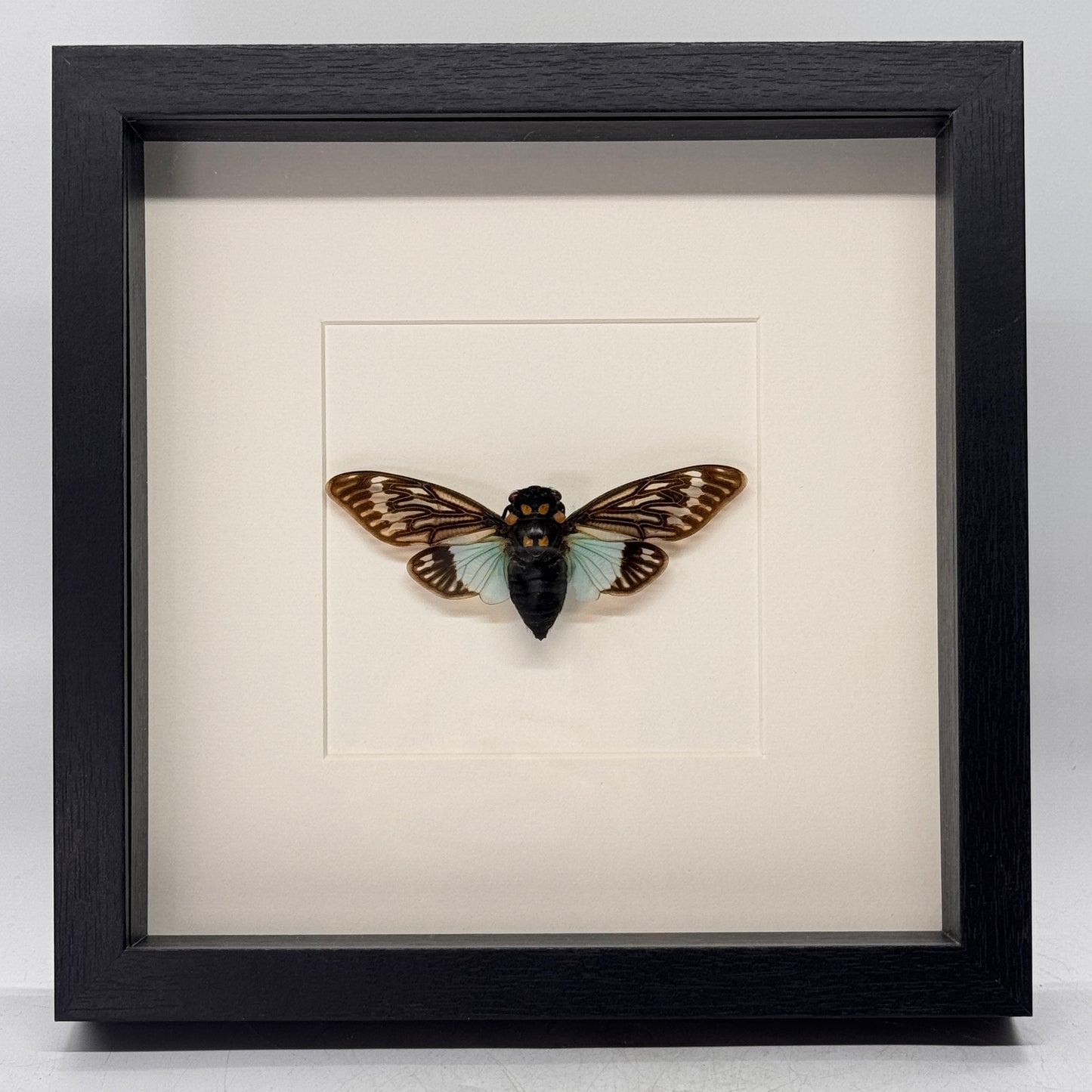 Tosena splendida in diepe lijst 25x25 cm