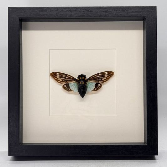 Tosena splendida in diepe lijst 25x25 cm